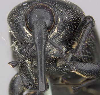 Media type: image;   Entomology 124 Aspect: head frontal view
